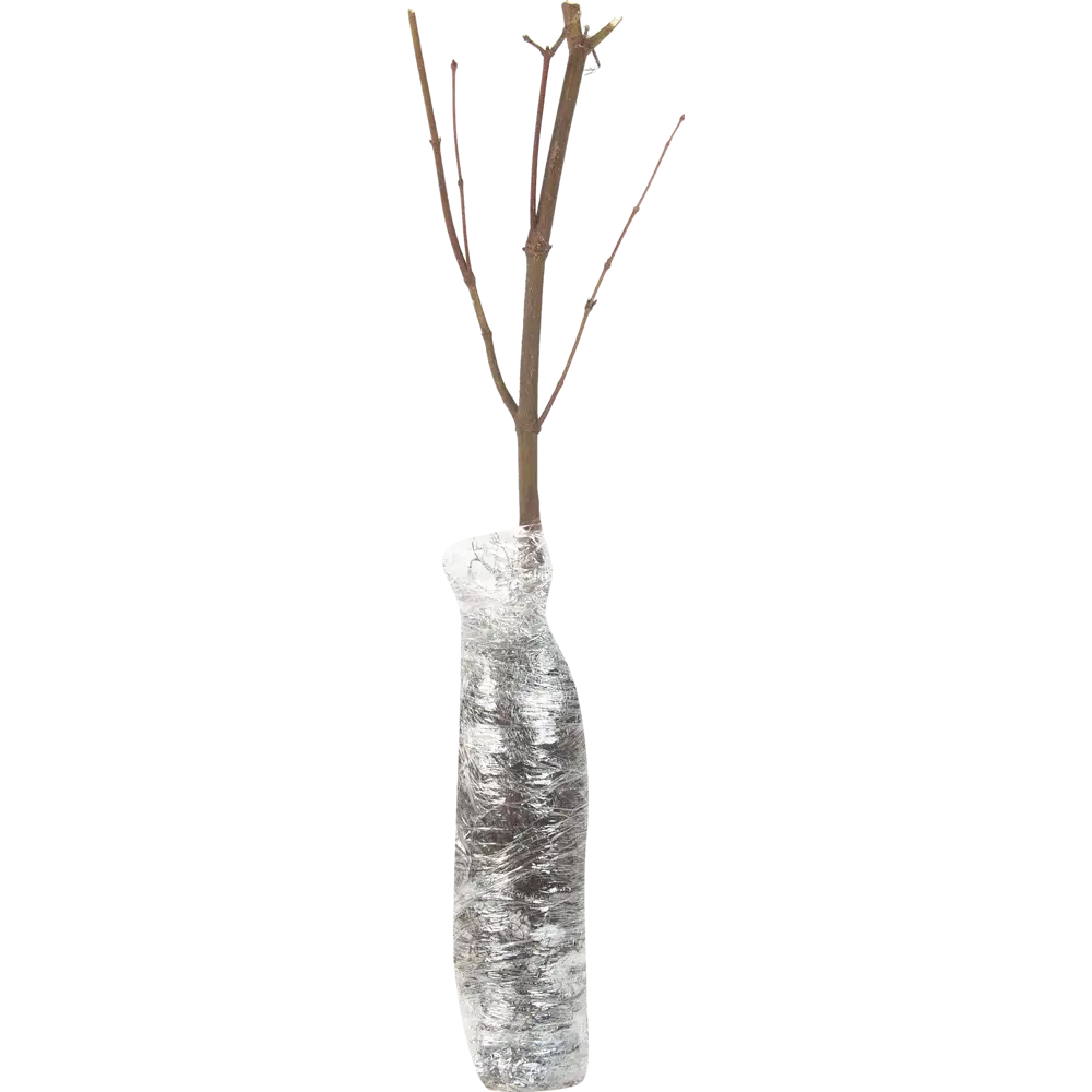 Клён веерный Атропурпуреум в тубе 82539539 STLM-2044904 BLOOMING LIFE  - Вид №1
