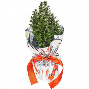 83210638 Кипарисовик Элвуди 9x30-35 см, праздничная упаковка