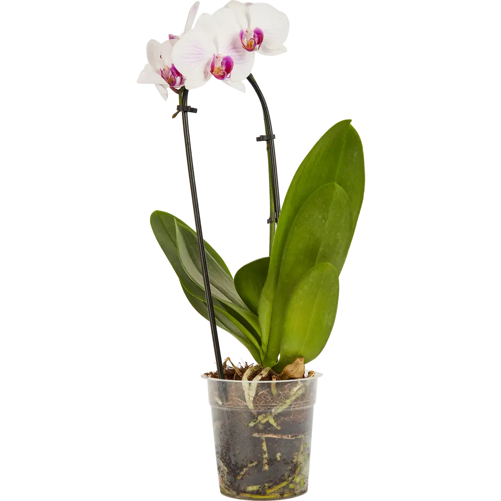 Santreyd Орхидея Фаленопсис Каскад с цветами-бабочками 85324970 STLM-0061532