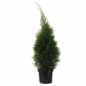 Туя западная «Смарагд» 17x50 см 82622627 STLM-2009686