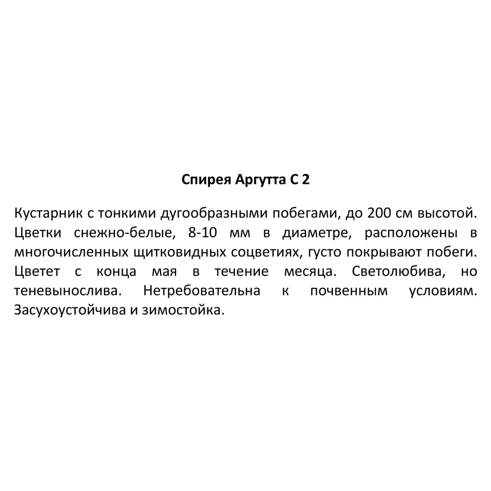 Santreyd Спирея Аргута - изящный кустарник с белоснежным цветением 82585351 STLM-0961538 - Вид №2