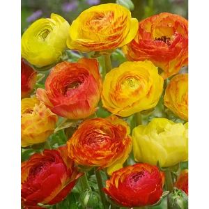 Лютик азиатский Пикоти Ориндж 7/8, 10 шт.