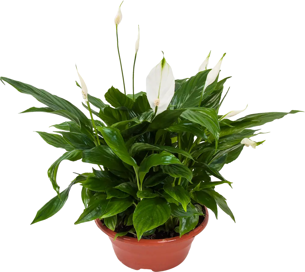Спатифиллум Беллини от Santreyd — изящное цветущее растение для интерьера 82548590