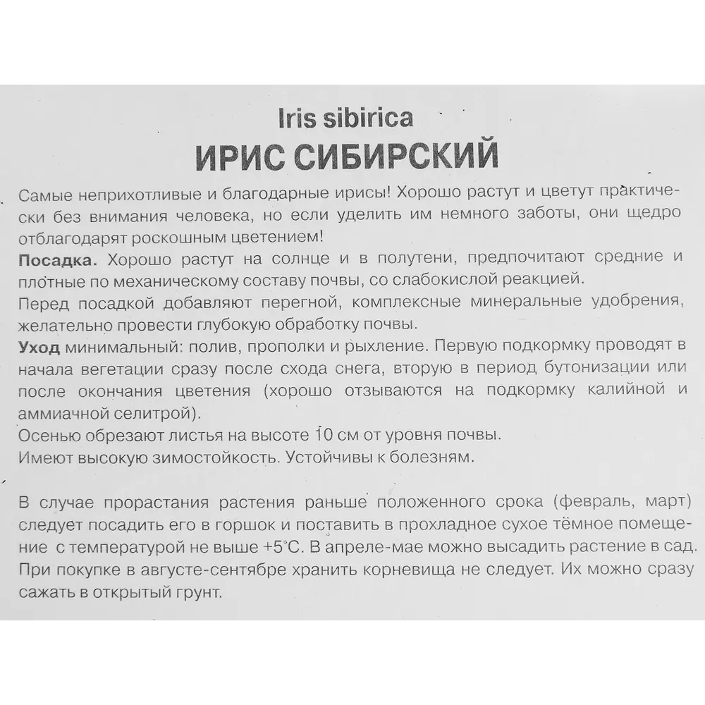 Ирис сибирский Каблуе луковица I 88294639 STLM-2197999 Santreyd  - Вид №2