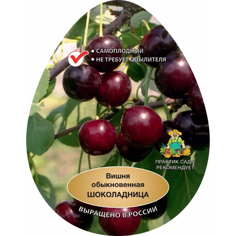Вишня Шоколадница h220 см 83787992 STLM-2000323 Santreyd 