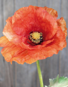 4557 334 a3 Шелковый мак, 80 см, оранжевый H-andreas
