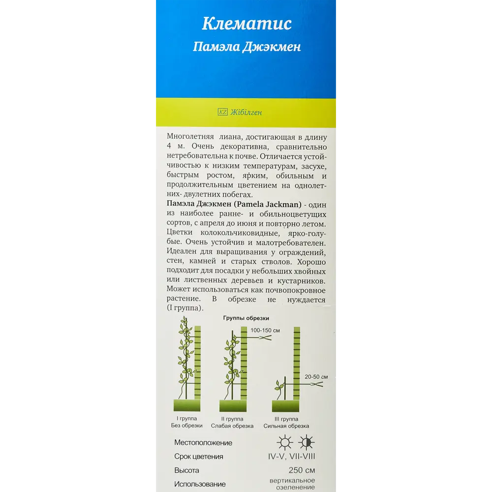 Клематис Памэла Джэкмен ø9 h39 см 83738687 STLM-2208826 Santreyd  - Вид №2