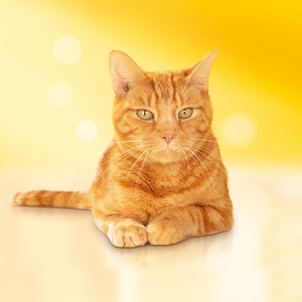 Т00007822 Корм для кошек с мясом, курица, овощи сух. 400 г Friskies  - Вид №11