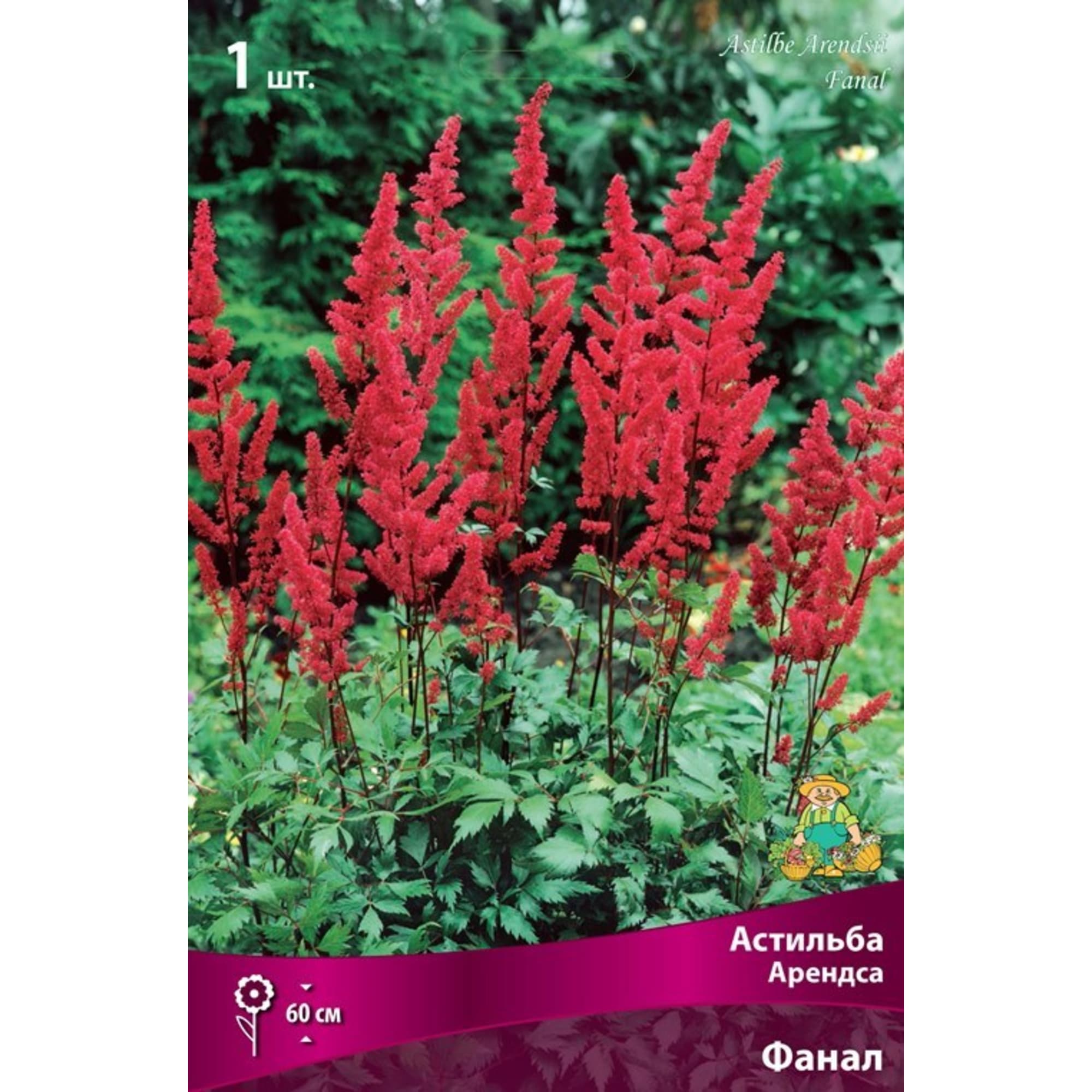 83598312 Астильба Арендса Фанал луковица I Santreyd 