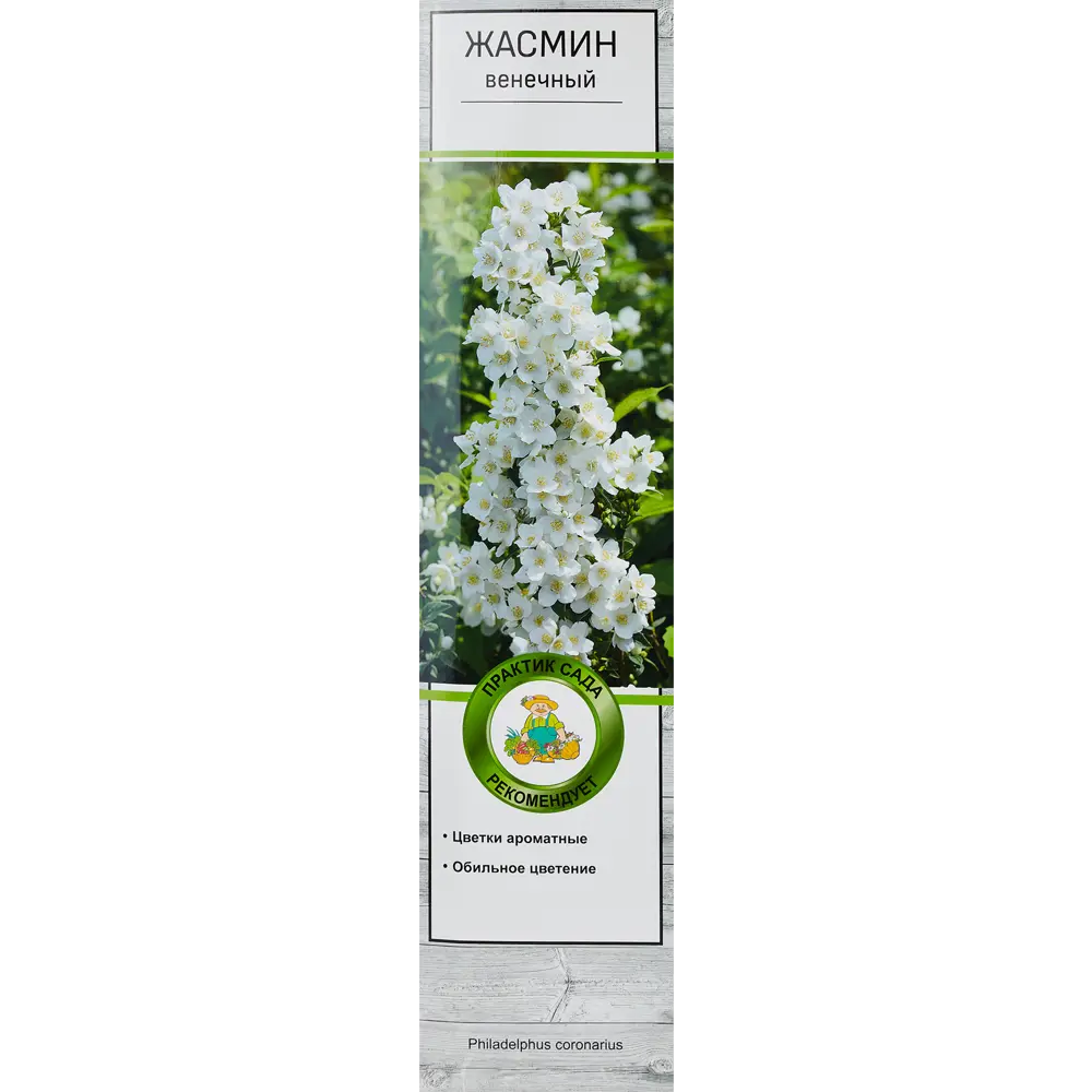 Жасмин венечный h100 см 86543748 STLM-2107517 Santreyd 