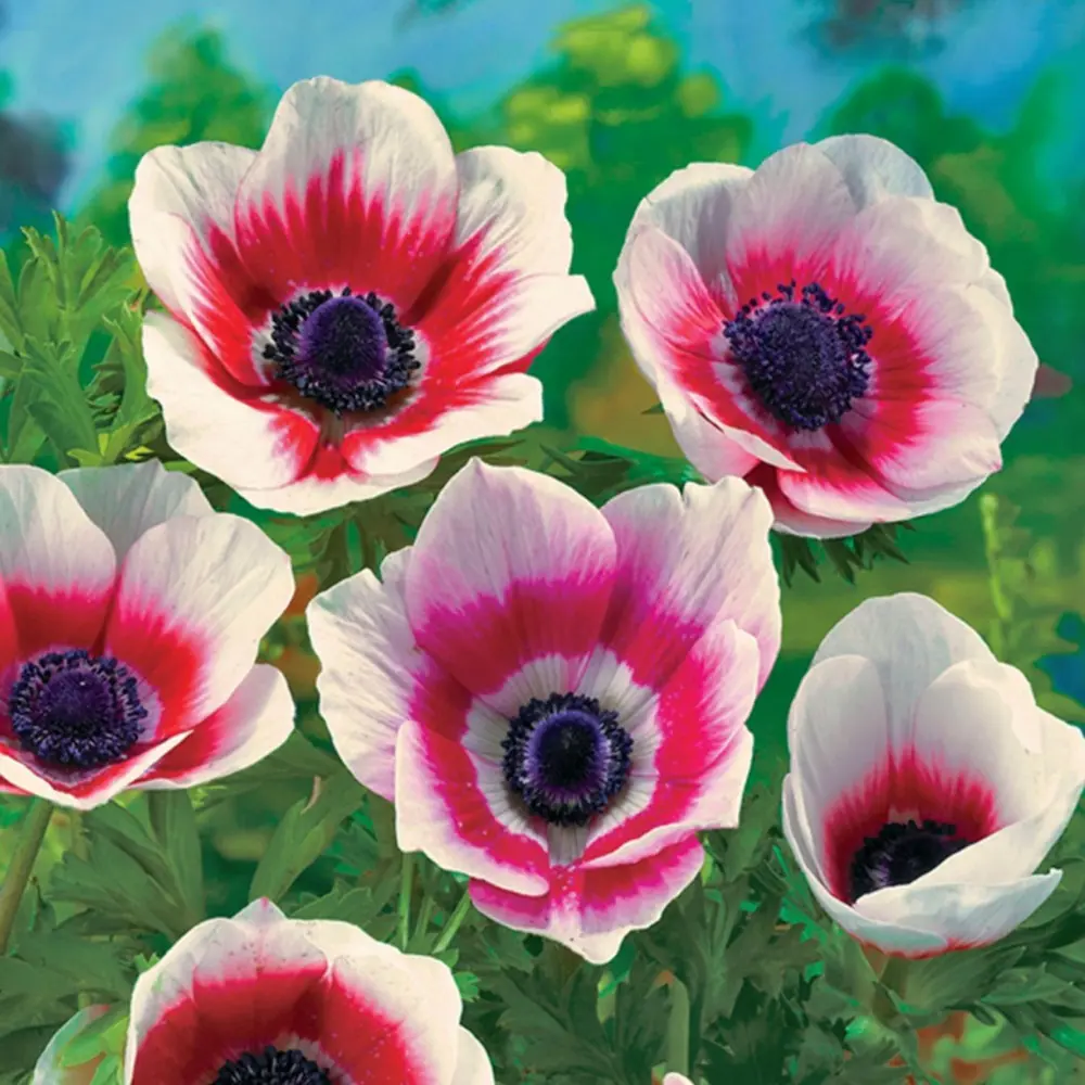 Анемона Geolia «Bicolor» STLM-2004839