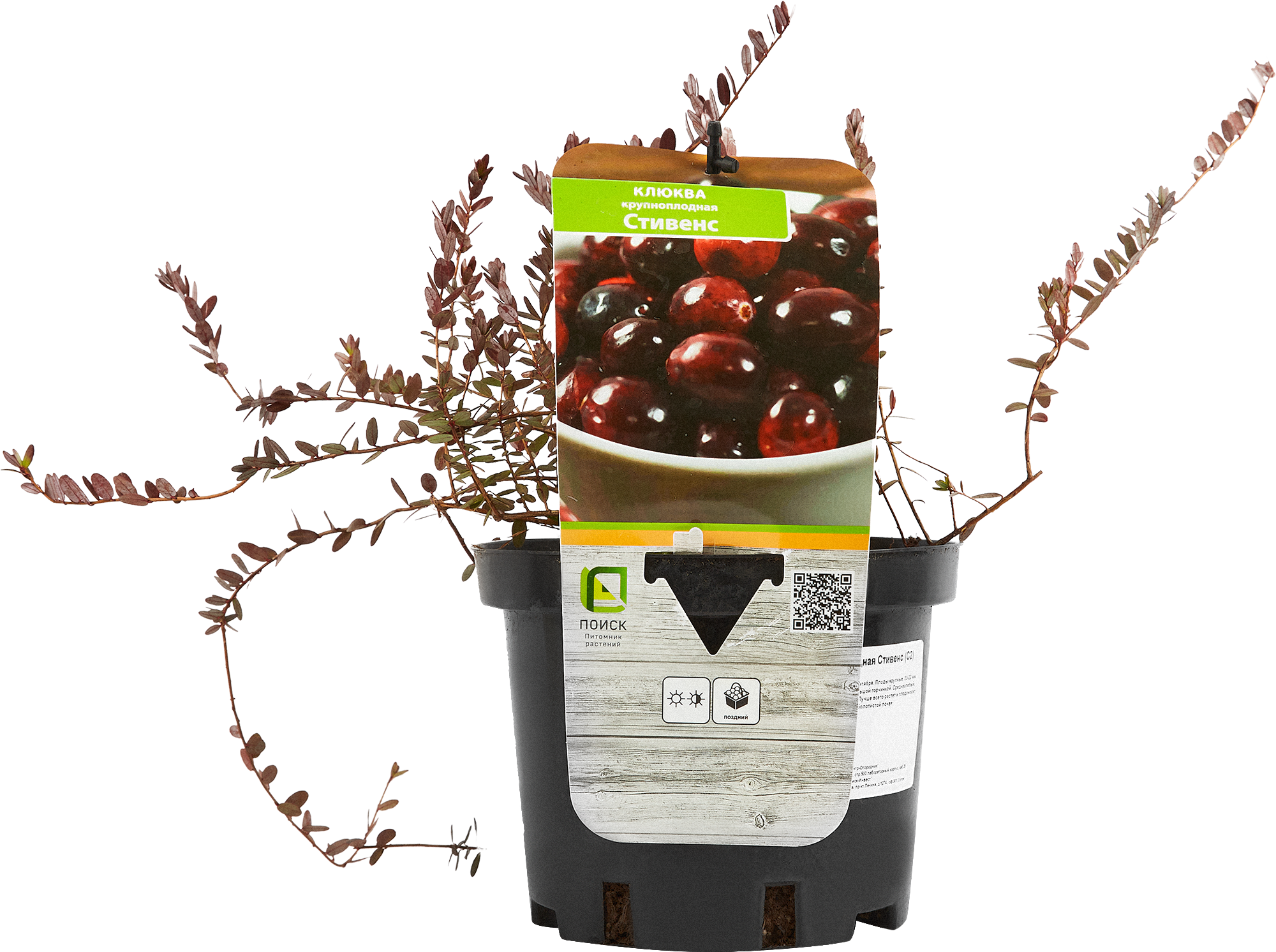 Клюква Стивенс Santreyd — морозостойкий саженец с обильным урожаем 85325517 STLM-0061610 - Вид №1