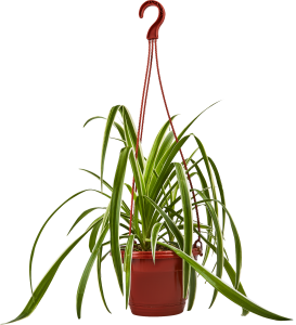 Хлорофитум Вариегата - комнатное декоративно-лиственное растение 85535975