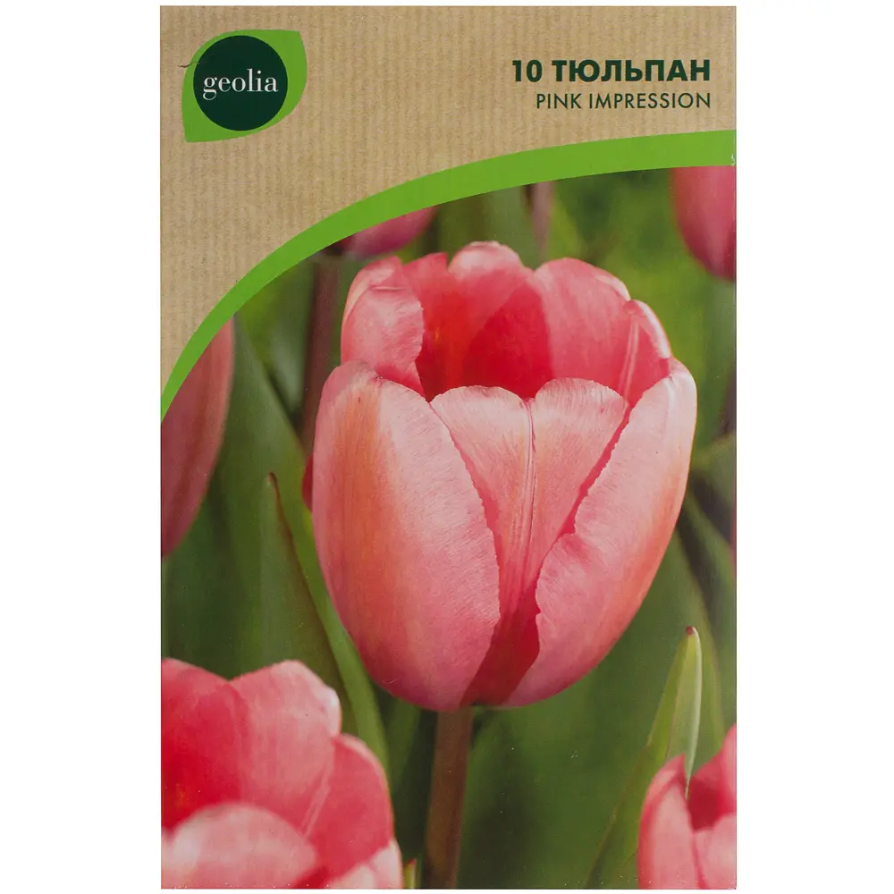 Тюльпан Pink Impression GEOLIA 11/12 18658951 STLM-2189320  - Вид №1