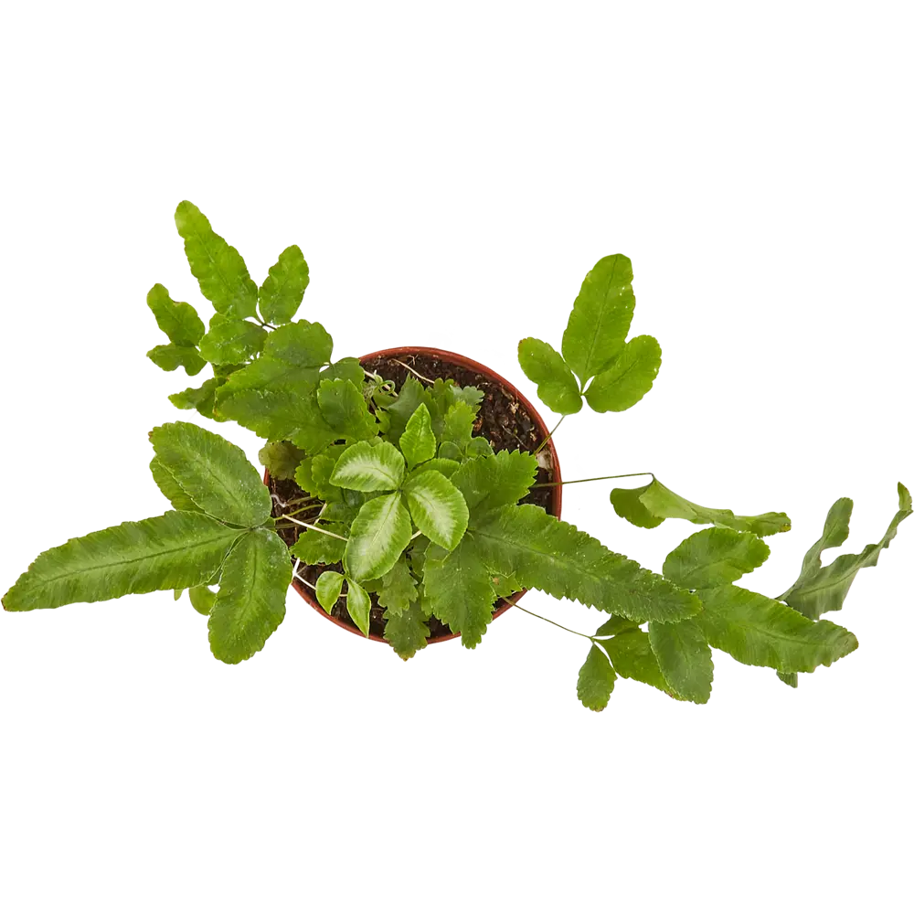 Santreyd Птерис микс - декоративный папоротник для интерьера 82932810 STLM-0951714 - Вид №1