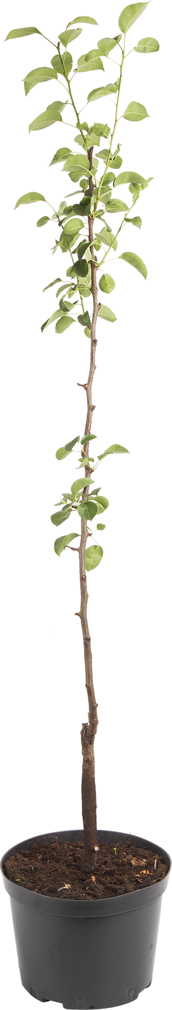 Груша Лада Santreyd - саженец для сочного урожая в вашем саду 82585408 STLM-0030732