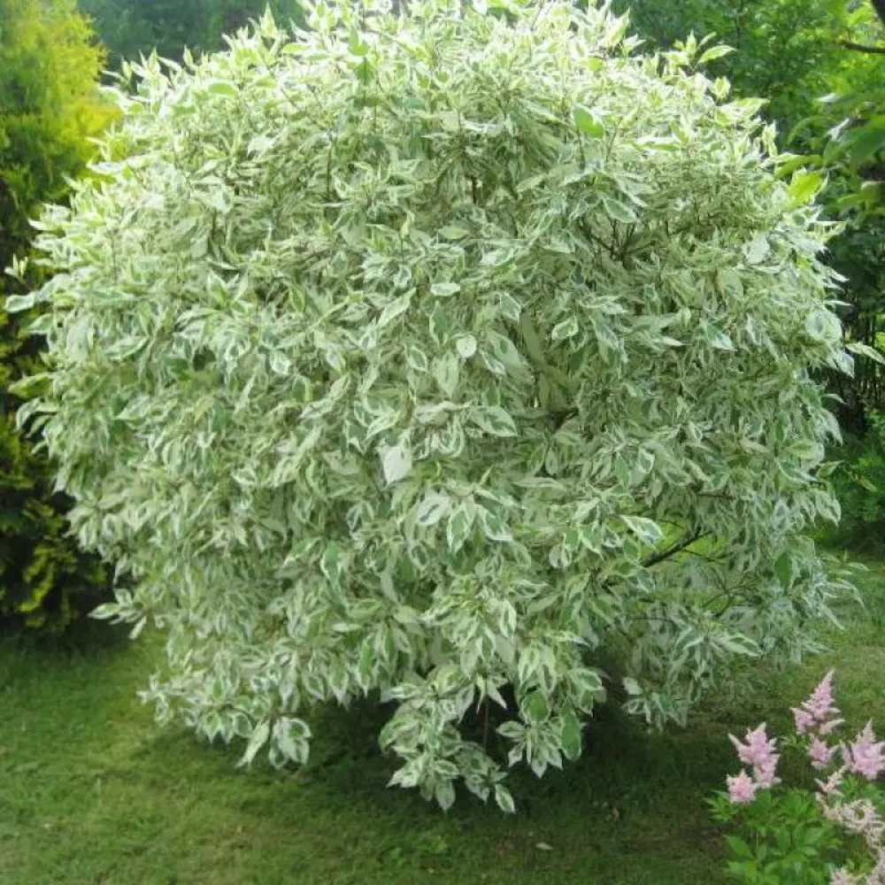 Дерен белый Элегантиссима ø19 h60 - 80 см 89465462 STLM-2177417 PLANTMARKET 
