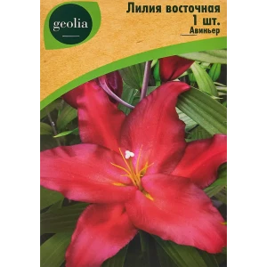 Лилия Geolia восточная Авиньер 86408623 STLM-2069503