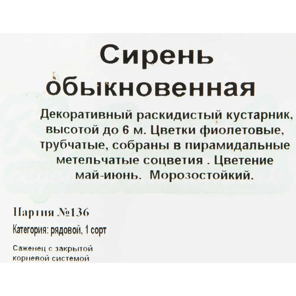 Сирень обыкновенная С2 h40 81954834 STLM-2113849 Santreyd  - Вид №1