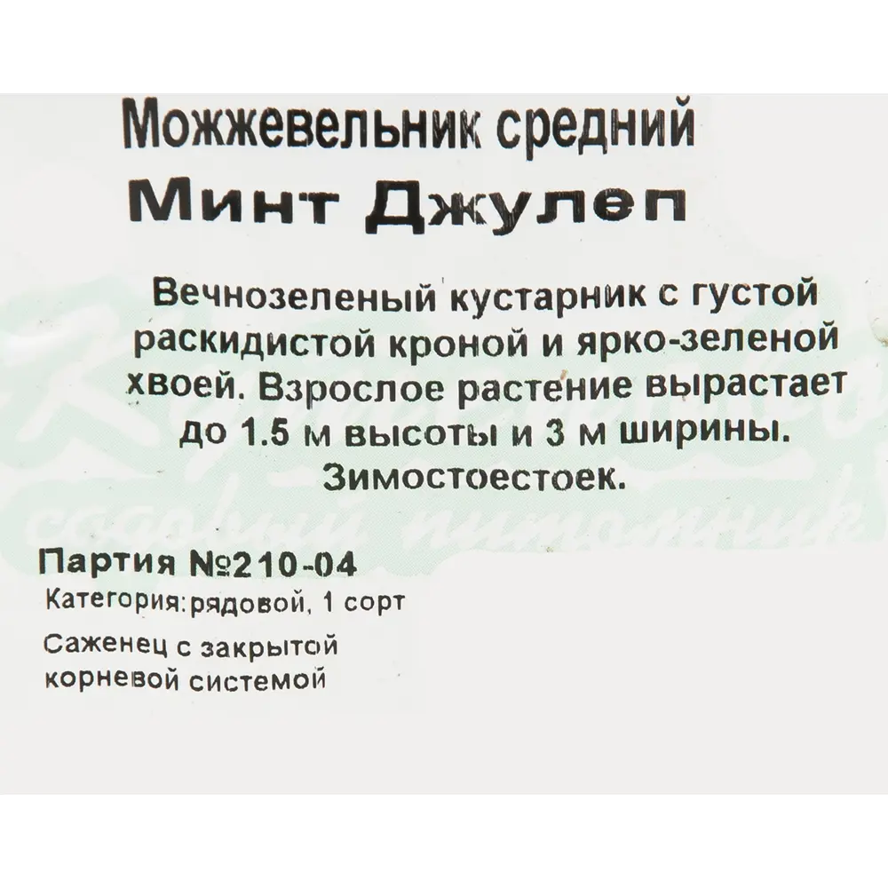 Можжевельник средний «Минт Джулеп Р9» h10 81954895 STLM-2098467 Santreyd  - Вид №1