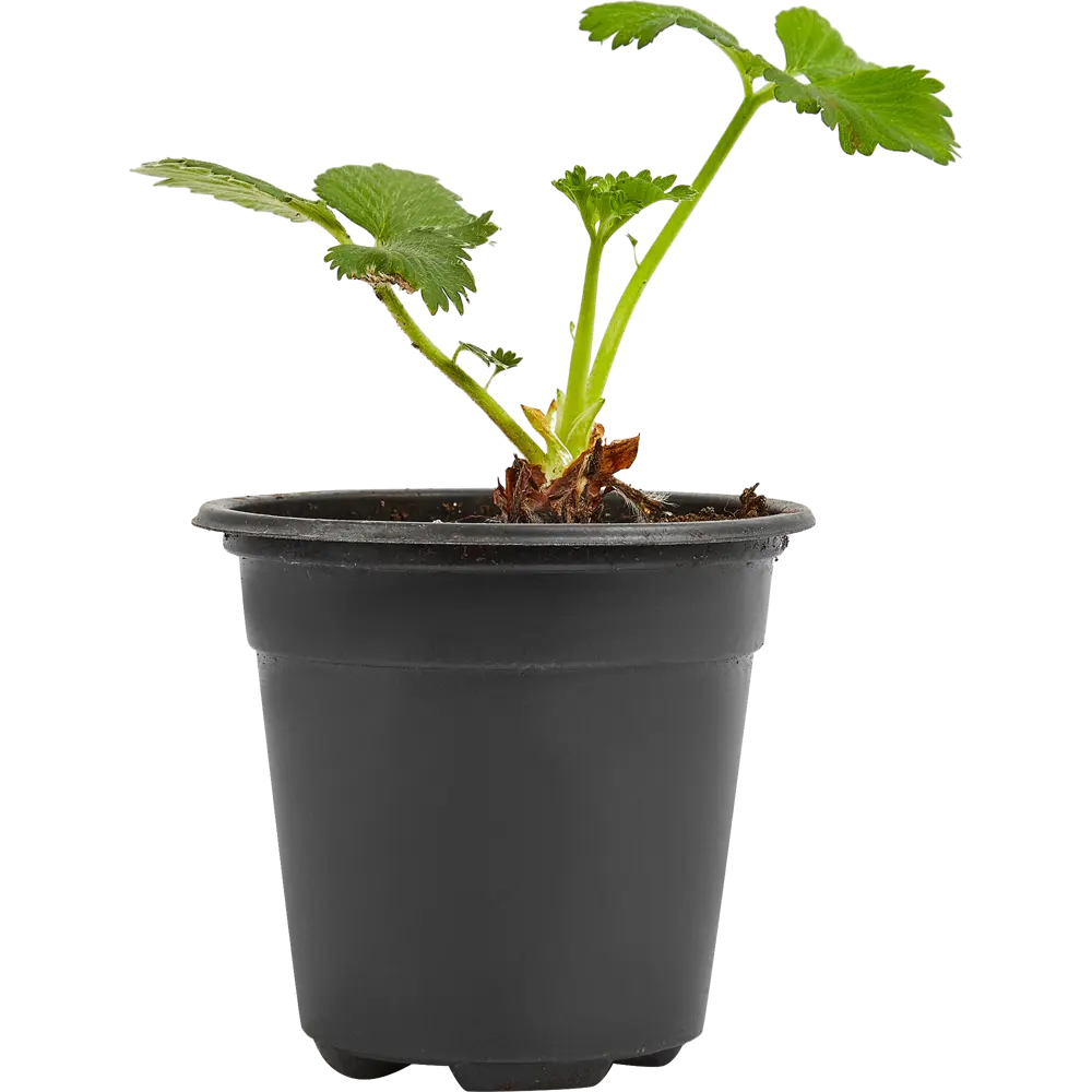 Земляника Сельва ø9 h15 см 84834866 STLM-2101586 PLANTMARKET  - Вид №1