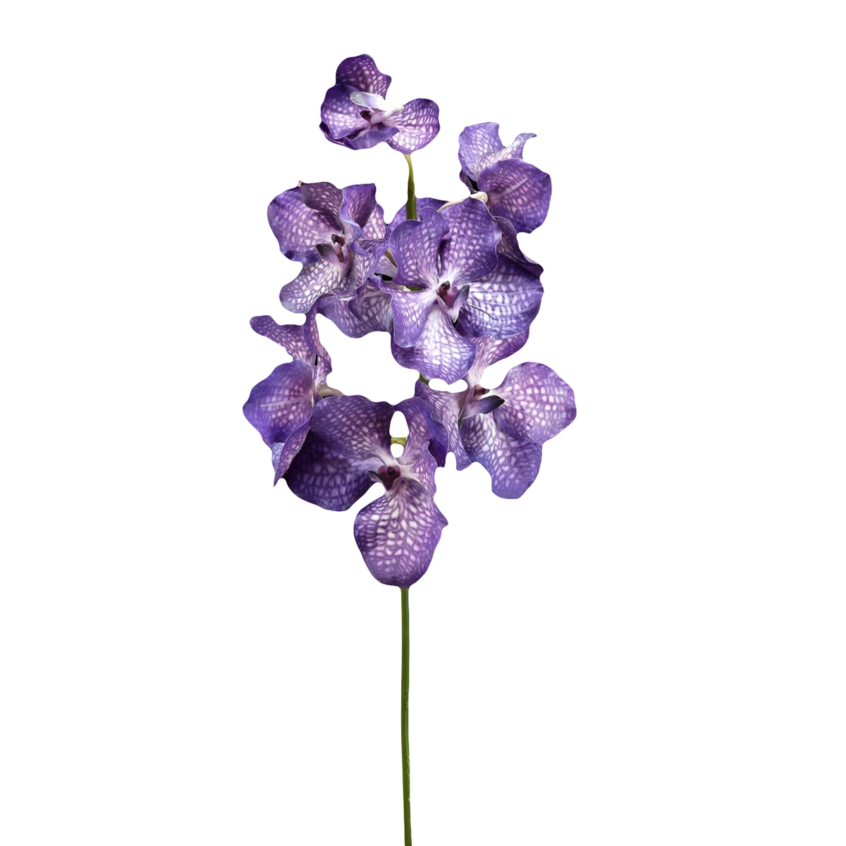 210269-39 ABHIKA ОРХИДЕЯ ВАНДА СТВОЛ LT.BROWN  - Вид №1