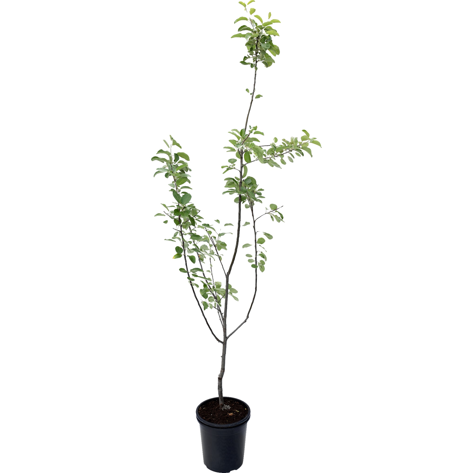 81969656 Яблоня Штрефлинг (Осеннее полосатое), контейнер 5 л Santreyd 