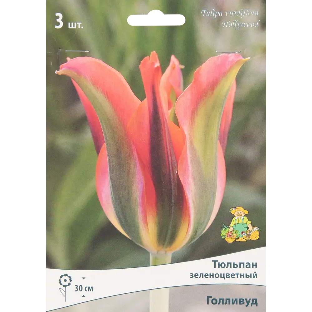 Тюльпан зеленоцветный Голливуд, 3 шт ПОИСК STLM-2162022