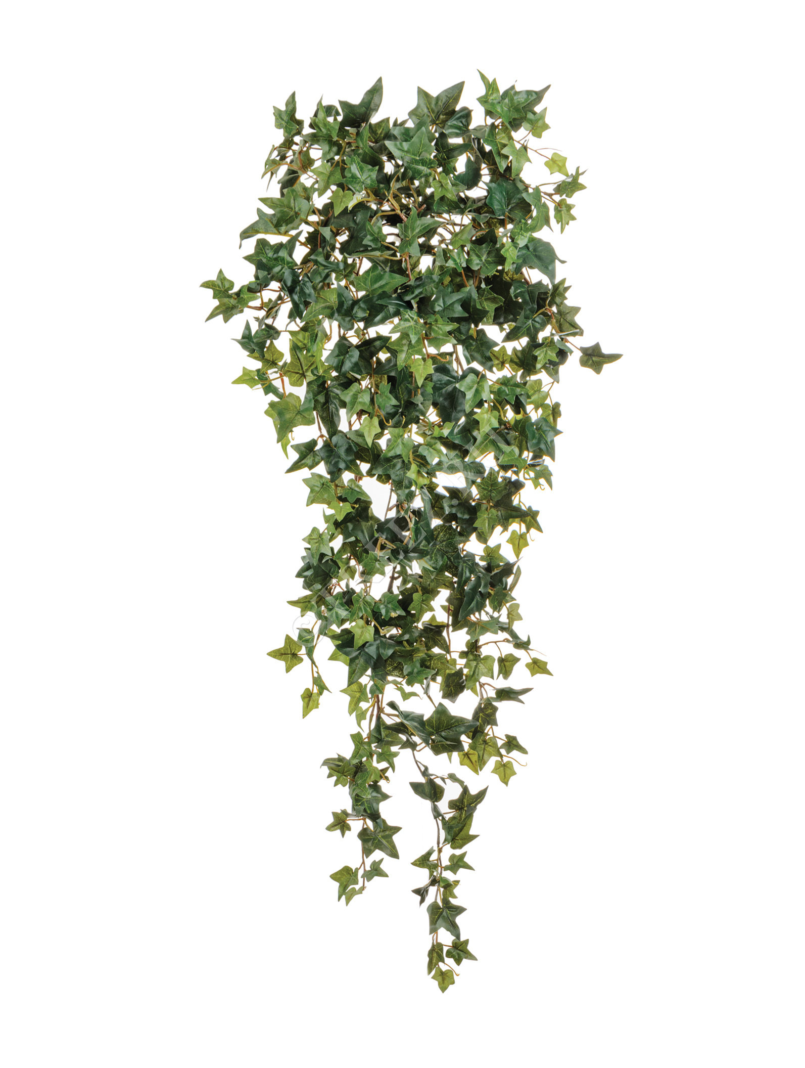 20.1136N Английский плющ Новый Цветочная коллекция  - Вид №2