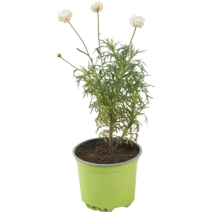 Аргирантемум 12x15 см 82585286 STLM-2068330