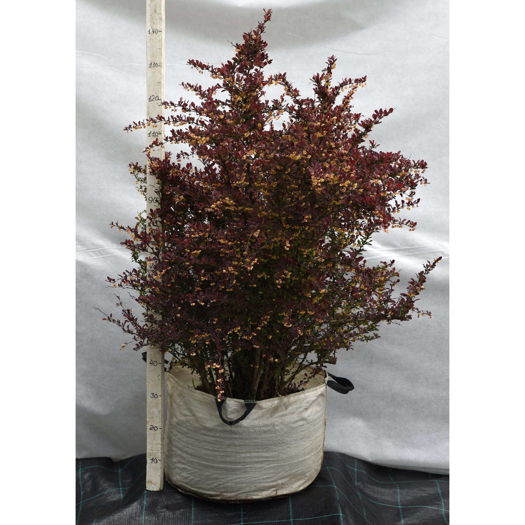 82676735 Барбарис оттавский «Суперба» 45x120-140 см Santreyd  - Вид №1