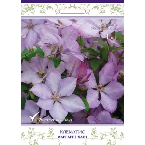 Клематис крупноцветковый Маргарет Хант h15 см 83431371 STLM-2083352