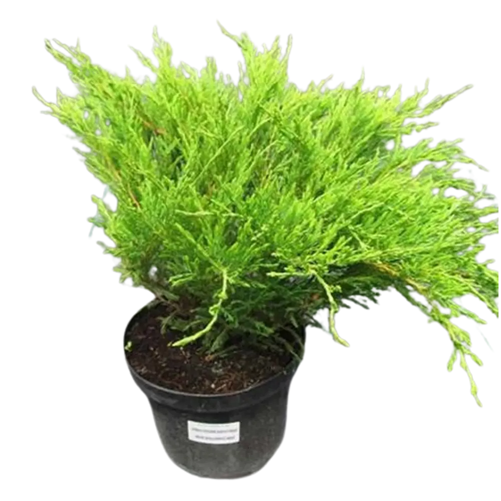 Можжевельник горизонтальный Андорра Компакт ø22 h50 см PLANTMARKET STLM-2116788