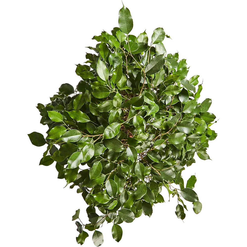 Фикус "Экзотика переплет" 30x130 см 82849686 STLM-2211403 Santreyd  - Вид №1