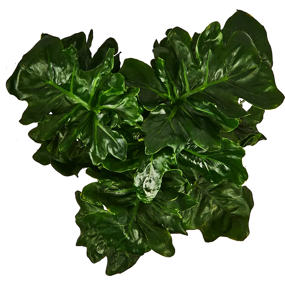 Филодендрон Атом от Santreyd — изысканное комнатное растение 88876070 STLM-0820354 - Вид №2