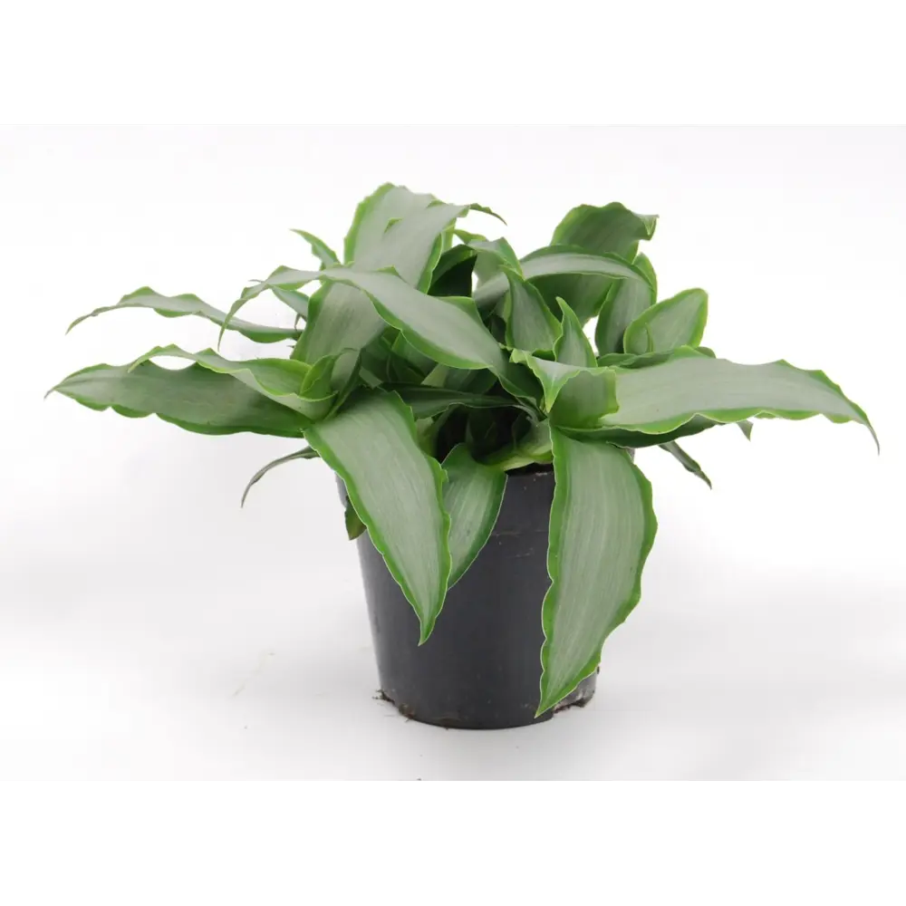 Santreyd Мурдания - декоративное растение с серебристыми листьями для интерьера 89338371 STLM-0954007