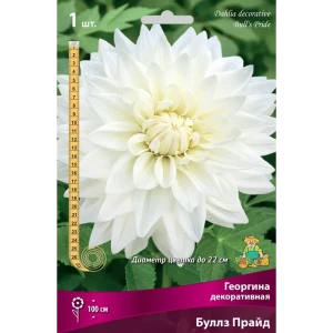 Георгина декоративная Буллз Прайд луковица I 83593755 STLM-2117938