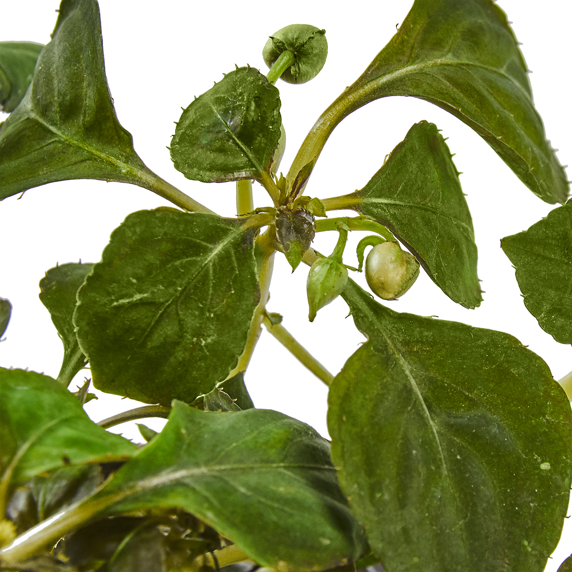 Бальзамин комнатный разноцветный Santreyd ø12 h25 см 83248147 STLM-0039918 - Вид №1