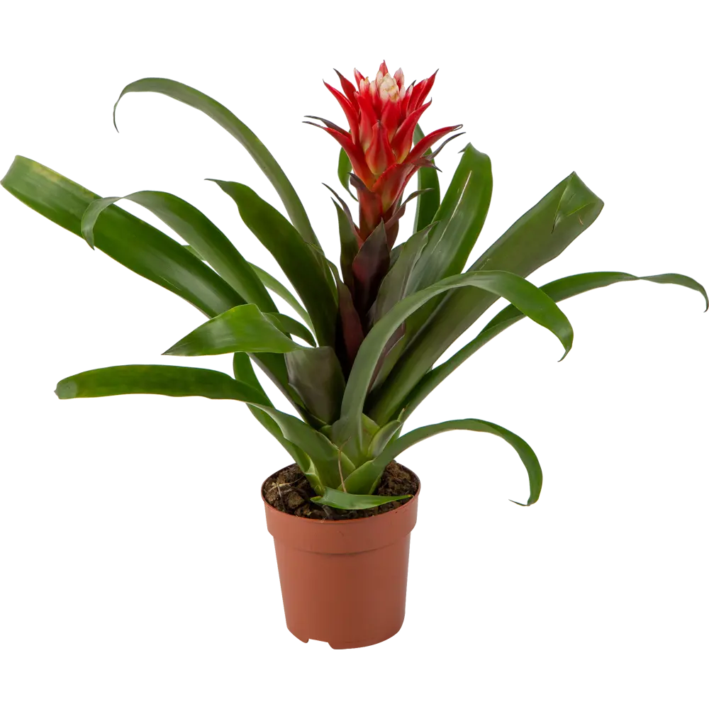 Santreyd Гузмания Минор Рондо — яркий акцент для вашего интерьера 82399670 STLM-0026487