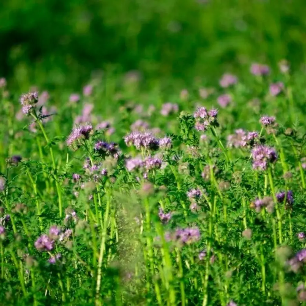 Santreyd Фацелия — сидерат для оздоровления почвы 0.5 кг 82673537 STLM-0033623 - Вид №2