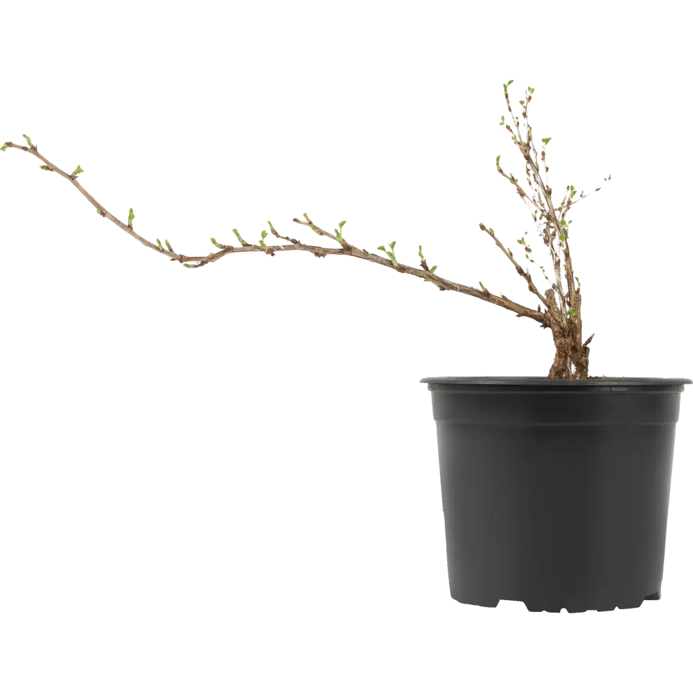 Santreyd Крыжовник микс - плодовый куст для сада 85325519 STLM-0061612 - Вид №1