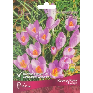 ПОИСК Крокус Кочи Зонатус - 10 луковиц для весеннего сада 85204649