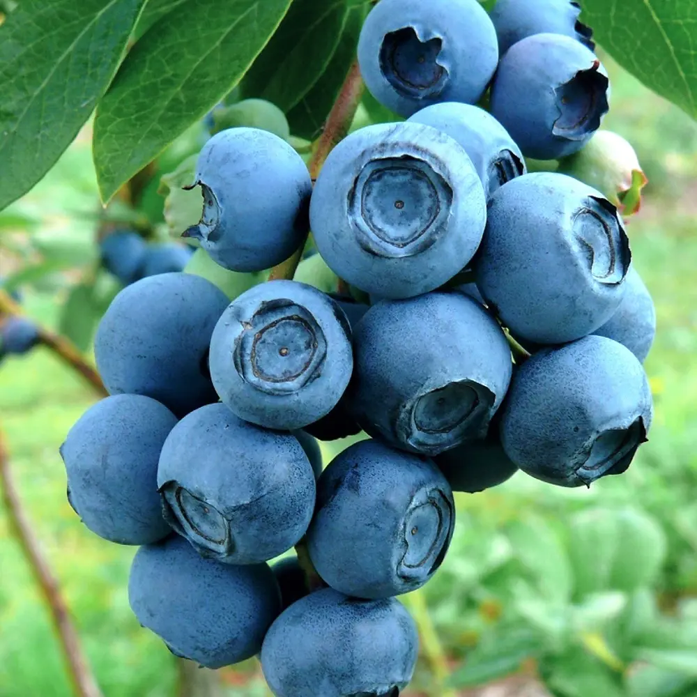 Голубика Патриот ø15 h35 см 84834890 STLM-2209824 PLANTMARKET 