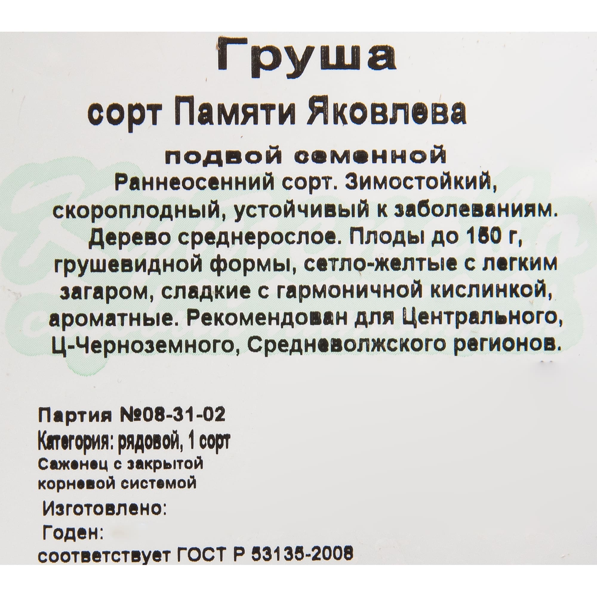 82596981 Груша «Памяти Яковлева» C4 высота 140 см Santreyd  - Вид №1
