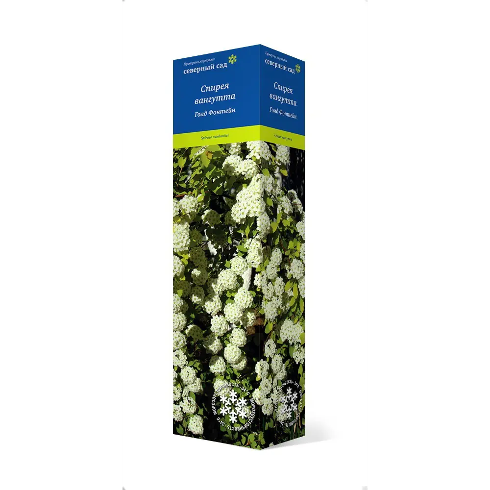 Спирея вангутта Голд фонтейн h37 см Santreyd STLM-2015292