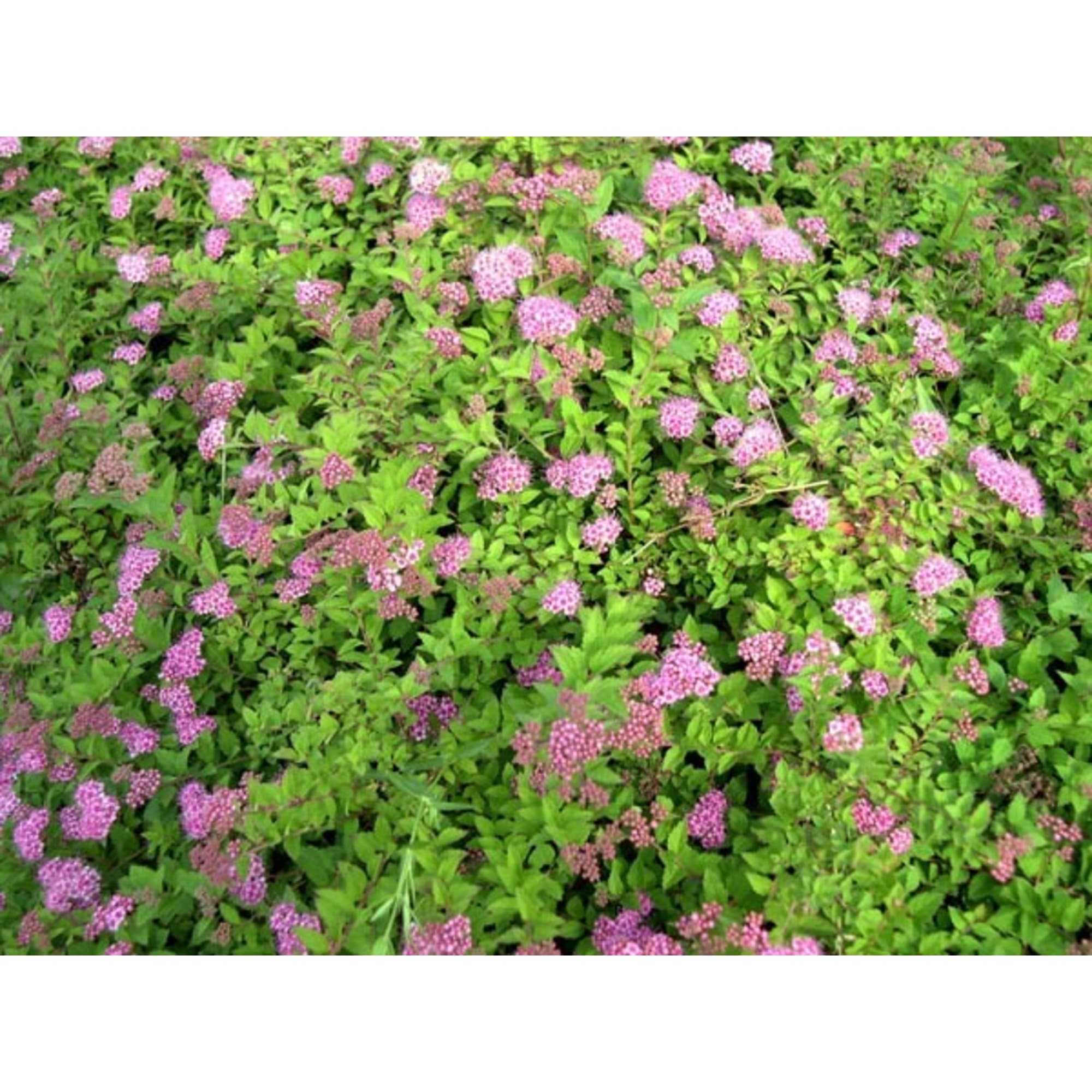 15711585 Спирея японская Альпина, P9 Santreyd 