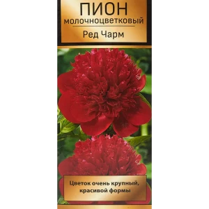 Пион молочноцветковый травянистый Ред Чарм 85205659 STLM-2149045