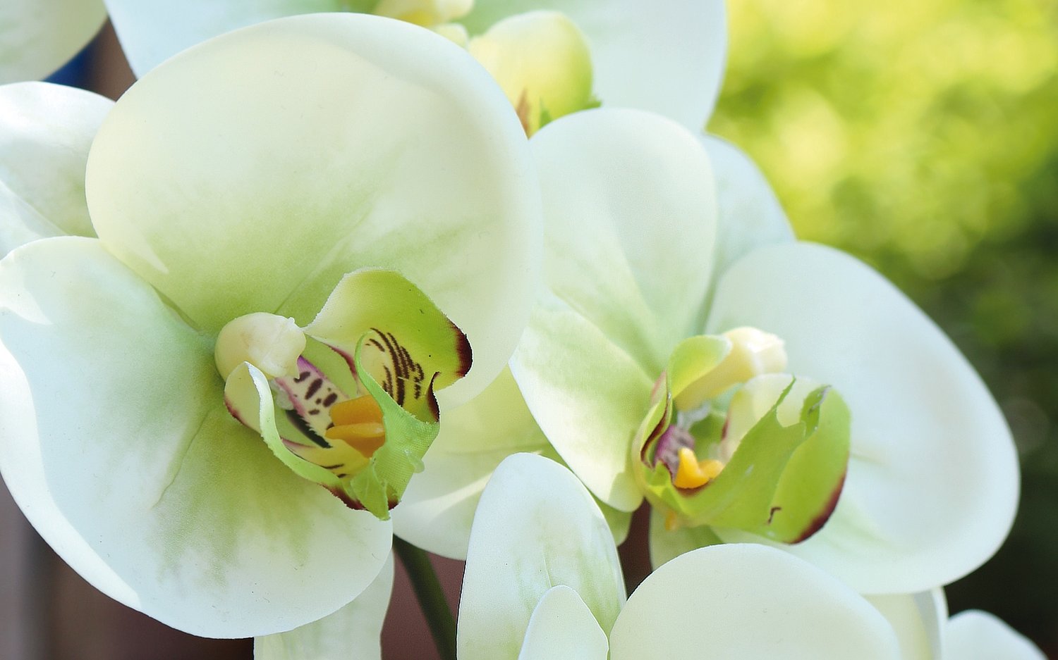 2845 788 a3 Пластиковая орхидея Phalaenopsis, 100 см, real touch soft, бежево-зеленая H-andreas  - Вид №3