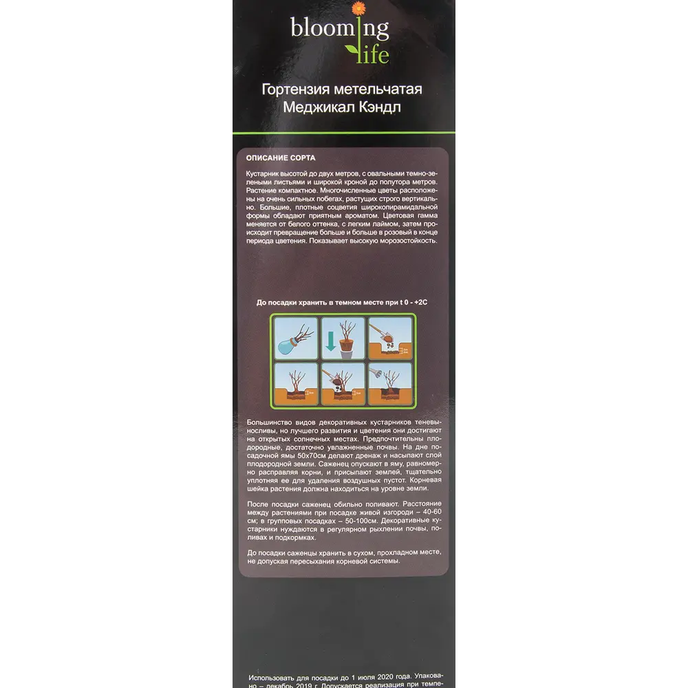 Гортензия метельчатая Меджикал Кэндл в тубе 82539523 STLM-2211583 BLOOMING LIFE  - Вид №2