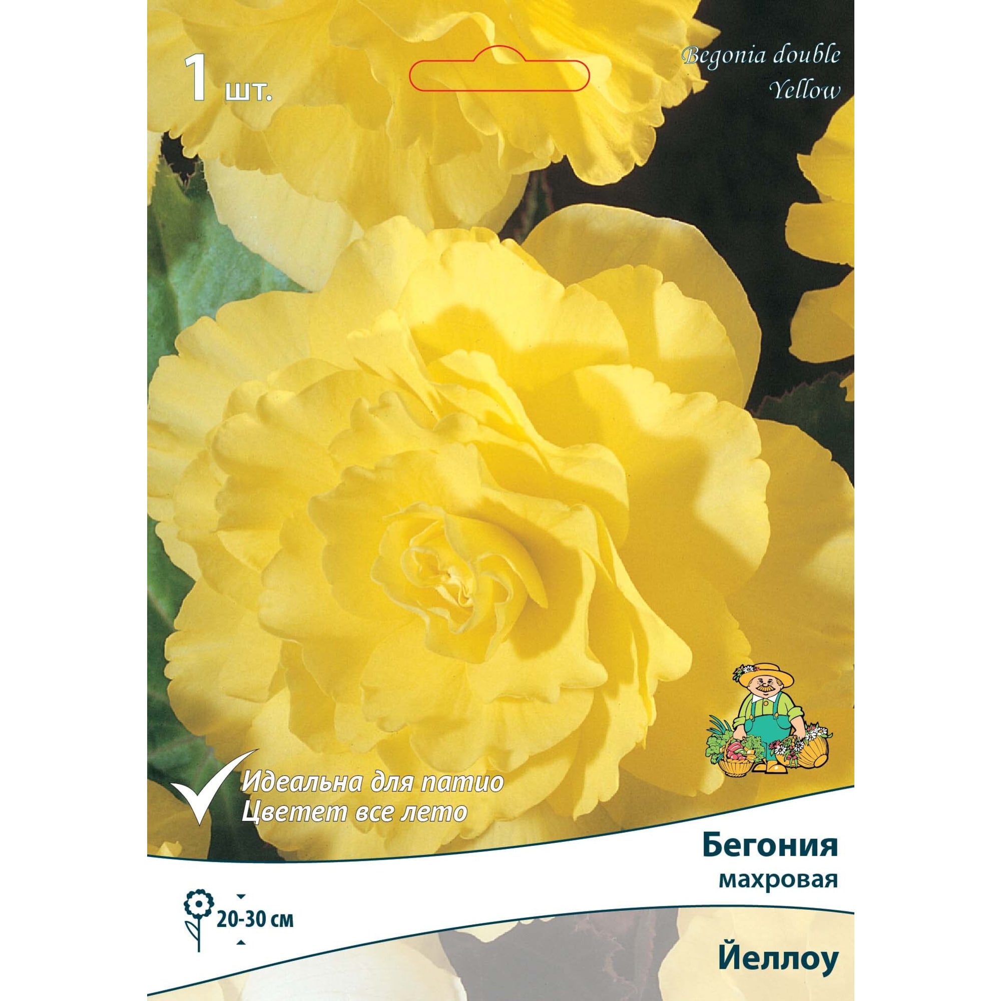 83593714 Бегония махровая Йеллоу луковица 5/6 Santreyd 